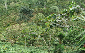 a low-shade, high-sun coffee plantation with thinned tree canopy